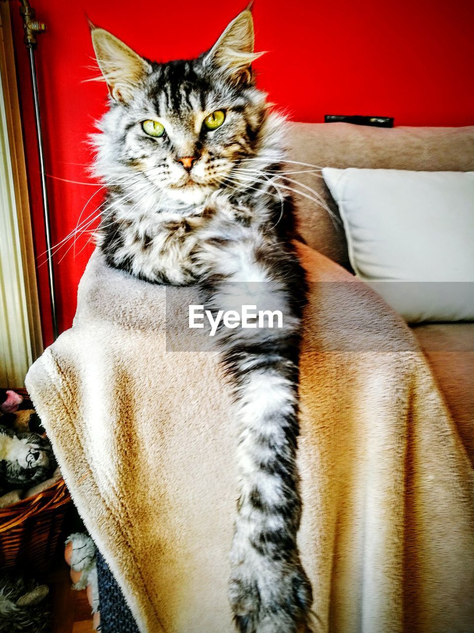 CLOSE-UP OF CAT SITTING IN RED BLANKET