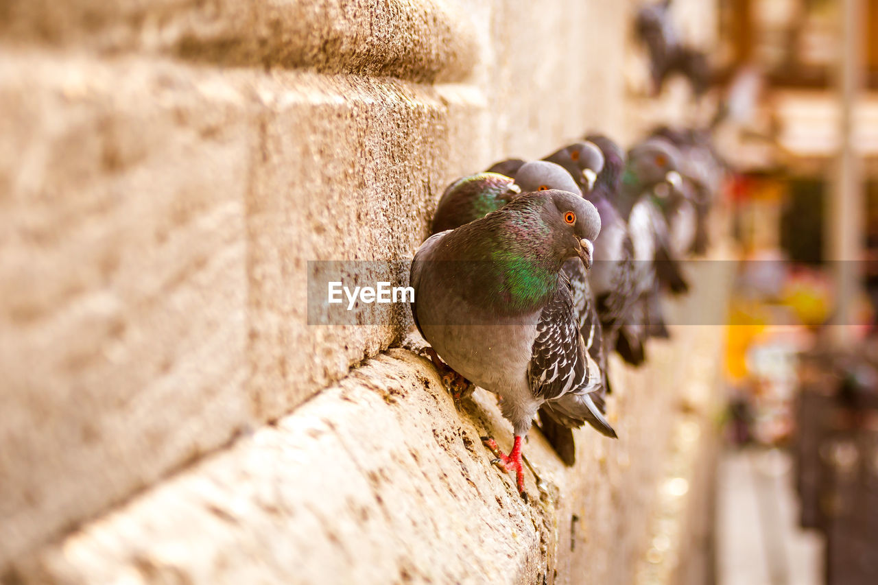 Close-up of pigeons perching on wall