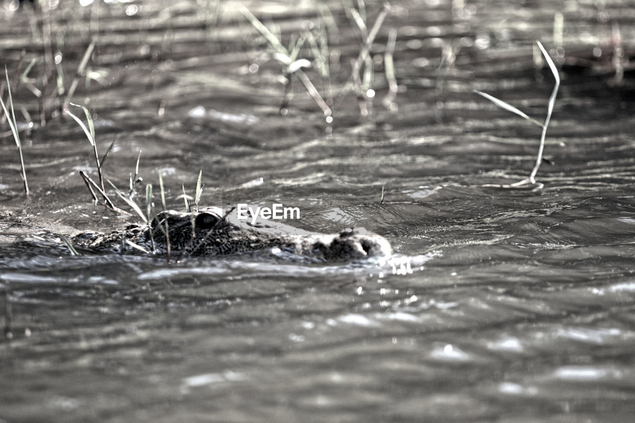 VIEW OF TURTLE IN WATER