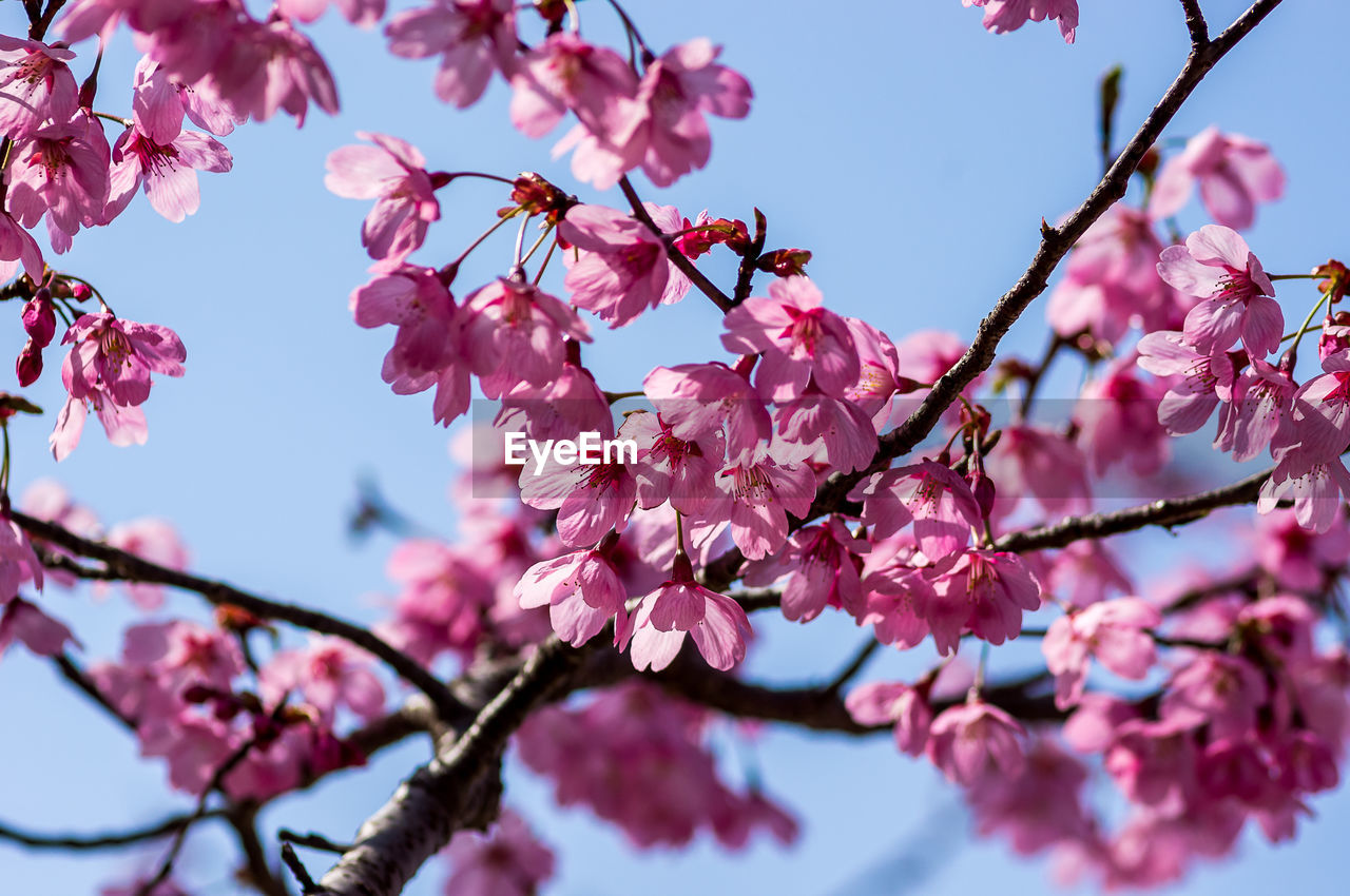 LOW ANGLE VIEW OF CHERRY BLOSSOMS