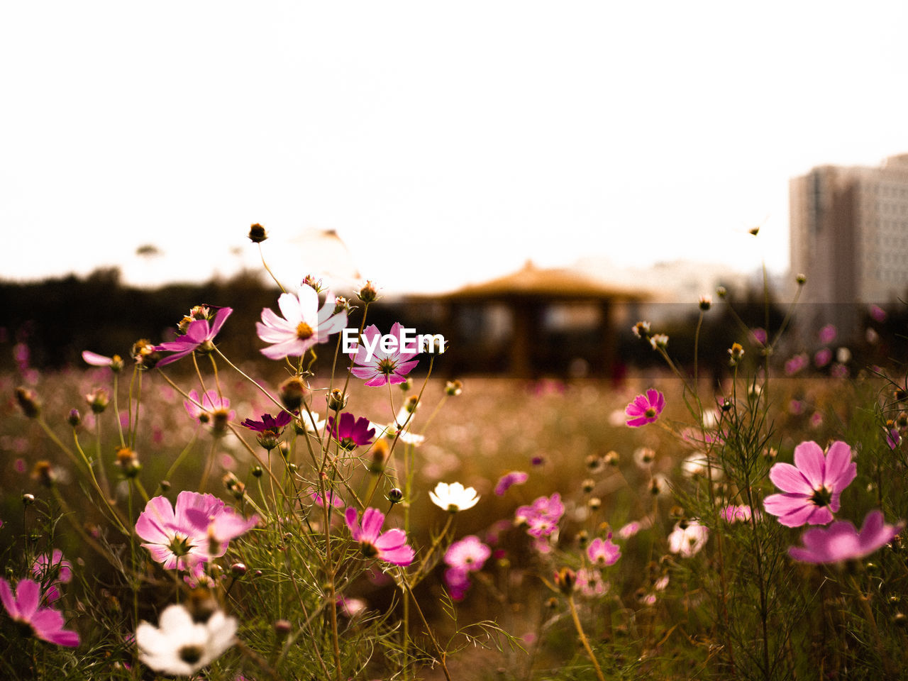 Close-up of pink cosmos flowers on field against sky