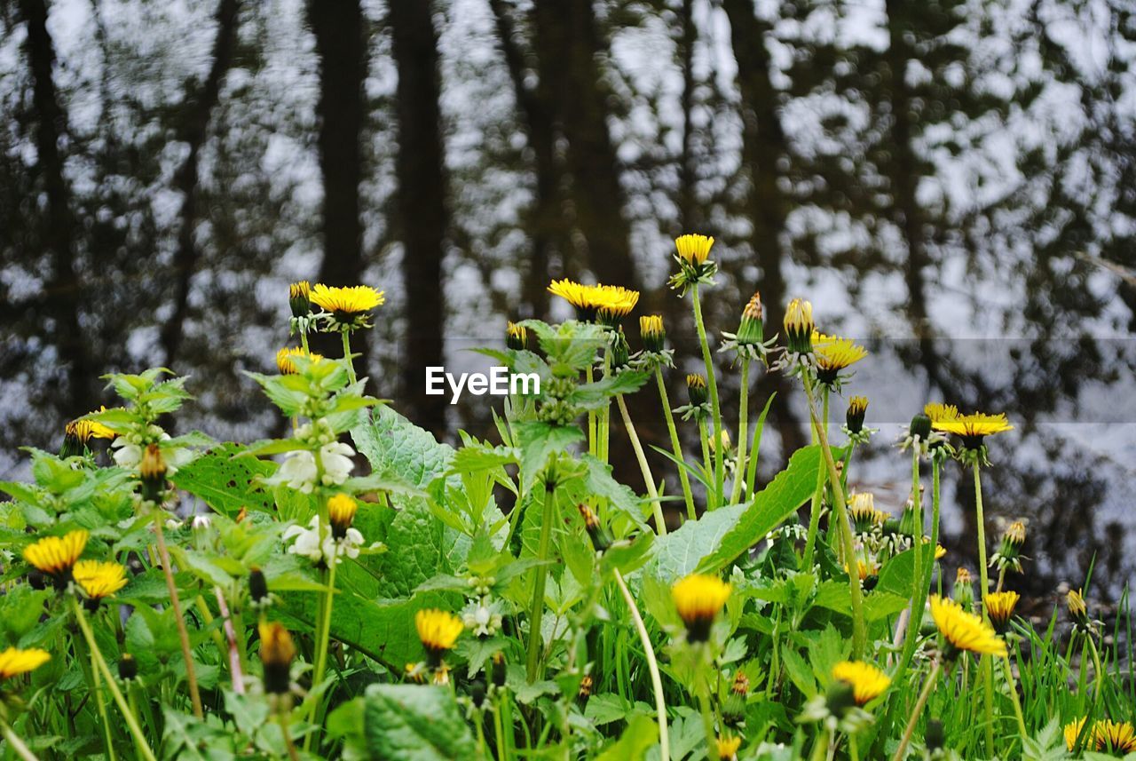 YELLOW FLOWERS BLOOMING IN FOREST