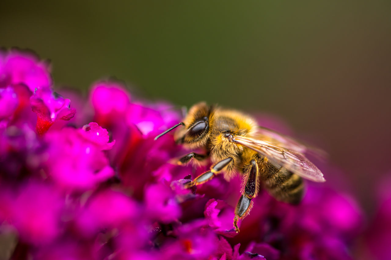 Close-up of bee pollinating on pink flower