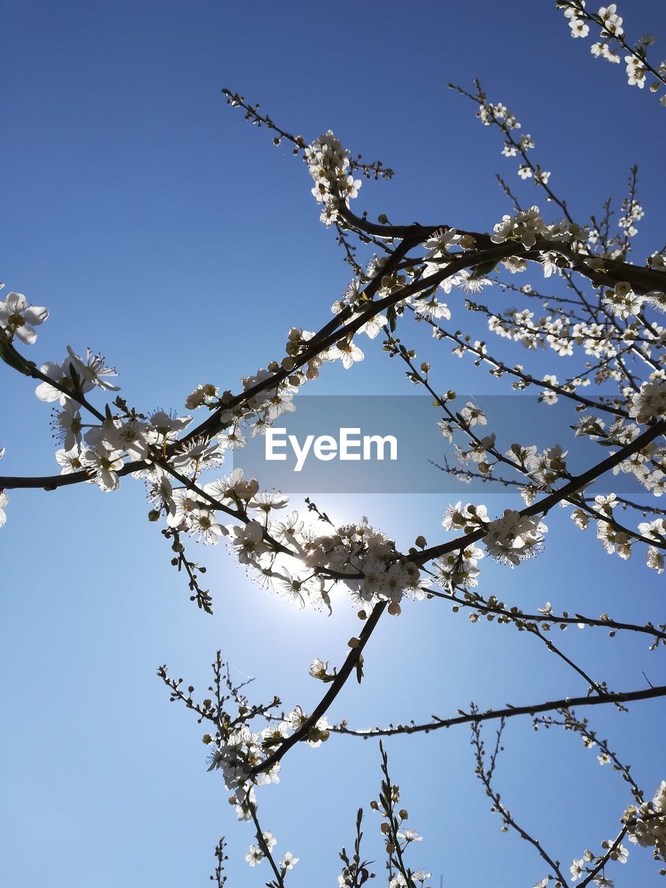 LOW ANGLE VIEW OF CHERRY BLOSSOM AGAINST CLEAR BLUE SKY