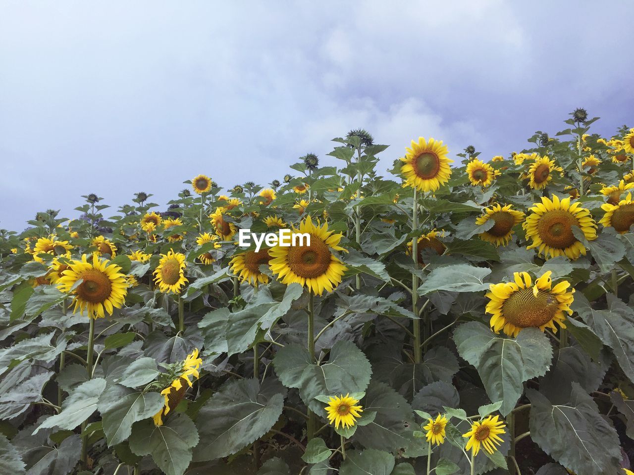 Close-up of yellow flowering plants on field against sky