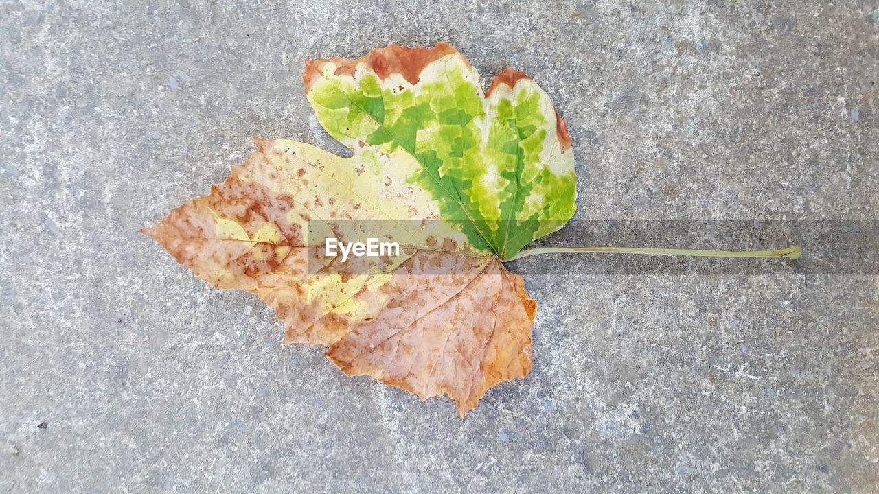 DIRECTLY ABOVE SHOT OF LEAVES ON PLANT