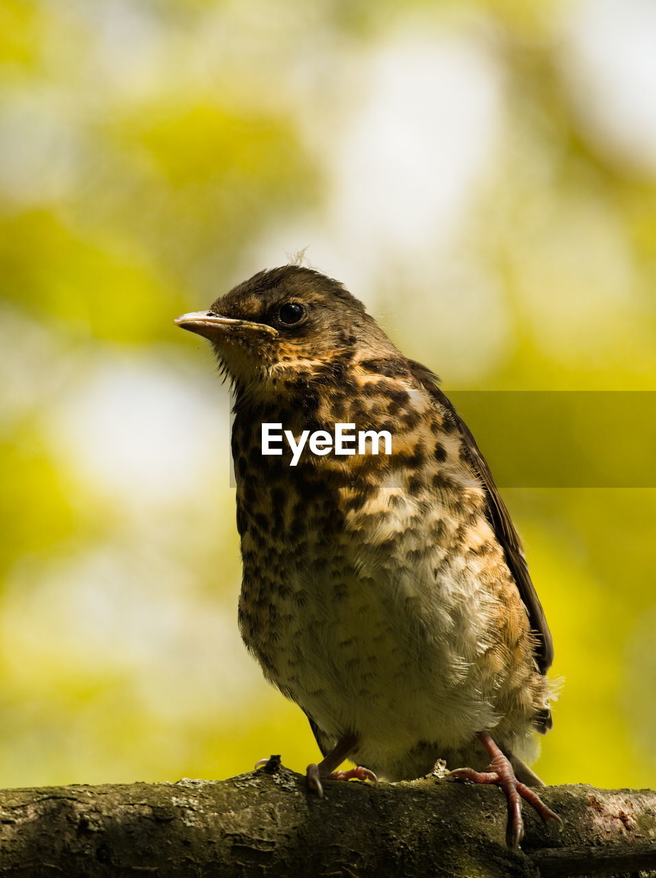 The fieldfare turdus pilaris on a branch. chick fieldfare on a tree. young bird on a branch