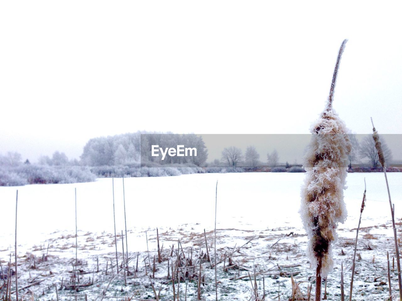 SNOW COVERED TREES ON FIELD