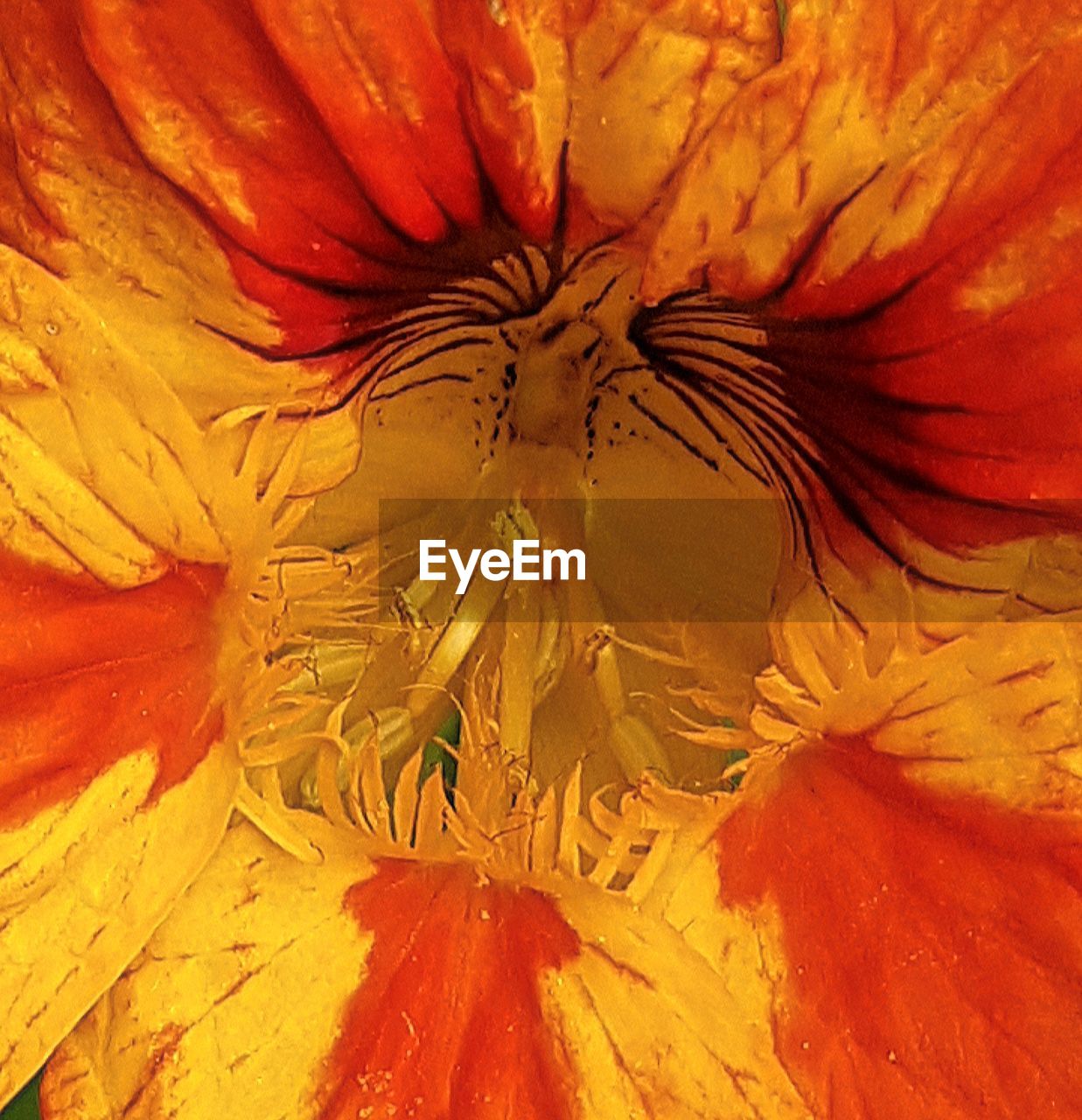 MACRO SHOT OF ORANGE ROSE FLOWER