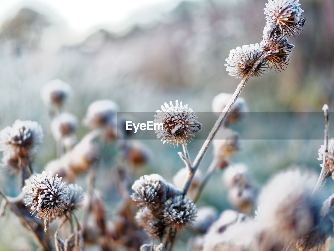 Close-up of thistle flowers