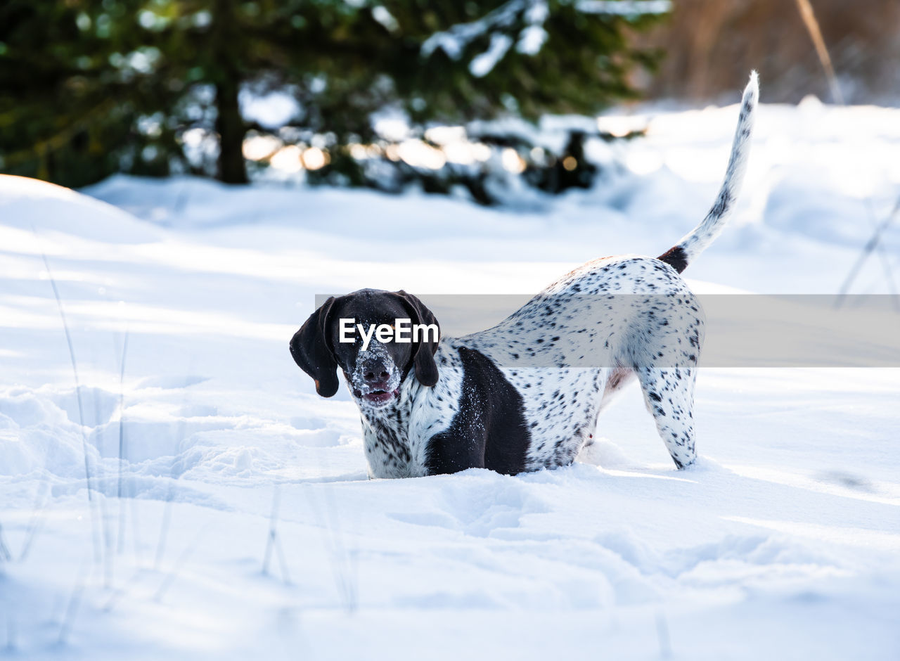 Dog in snow