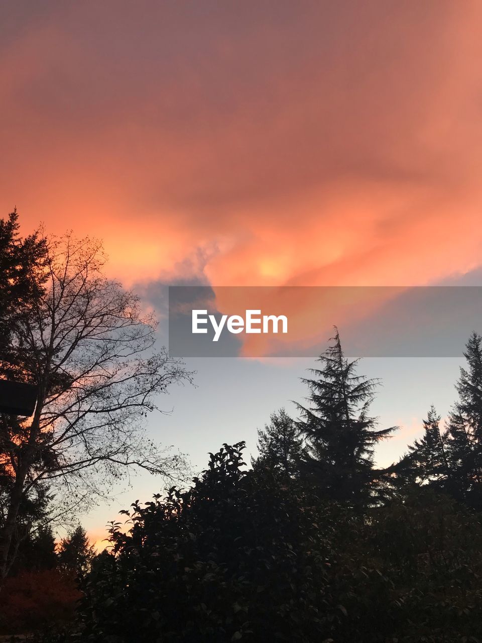 LOW ANGLE VIEW OF SILHOUETTE TREES AGAINST DRAMATIC SKY