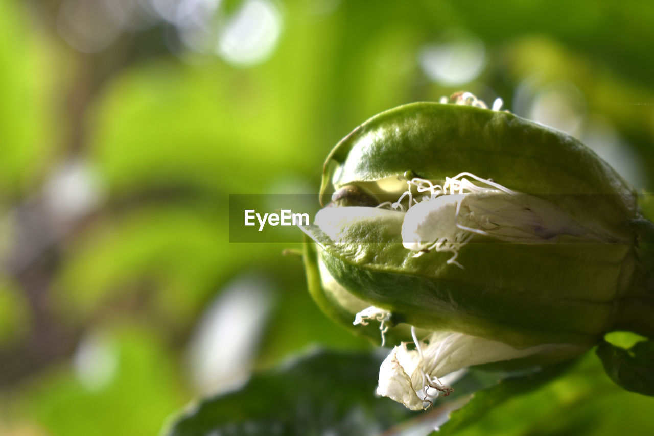 Passion fruit is about to bloom, with white, green on a blurred background