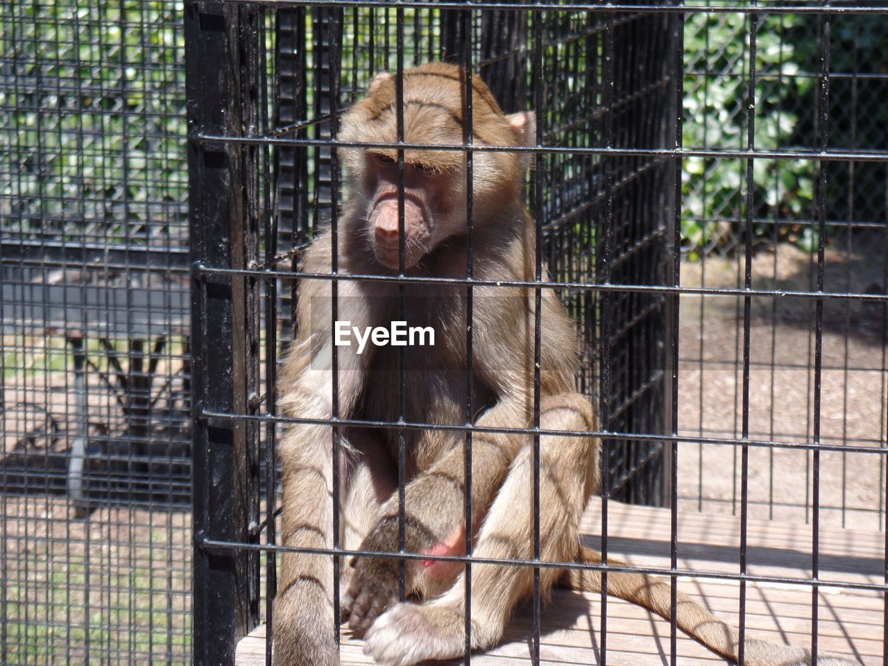 Monkey in cage at zoo