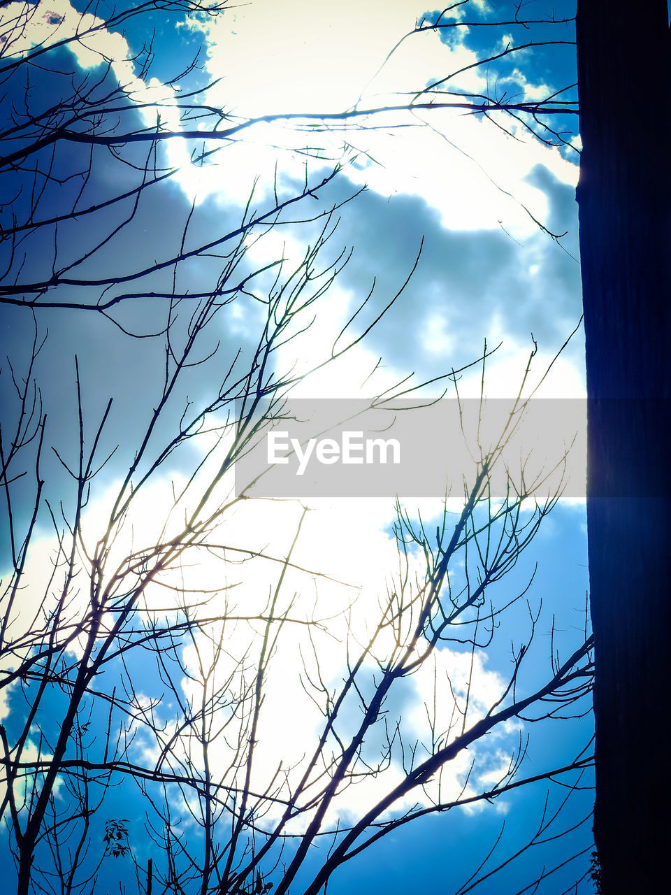 LOW ANGLE VIEW OF BARE TREES AGAINST SKY