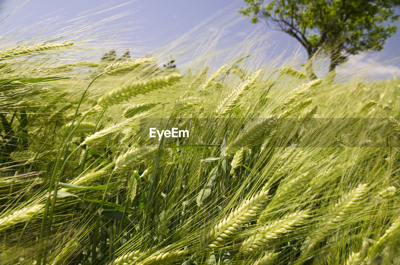 CLOSE-UP OF WHEAT FIELD