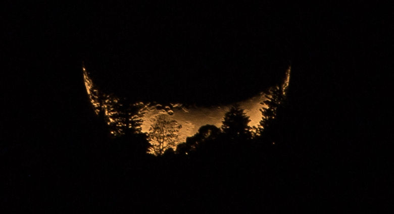 SILHOUETTE OF TREES AT NIGHT