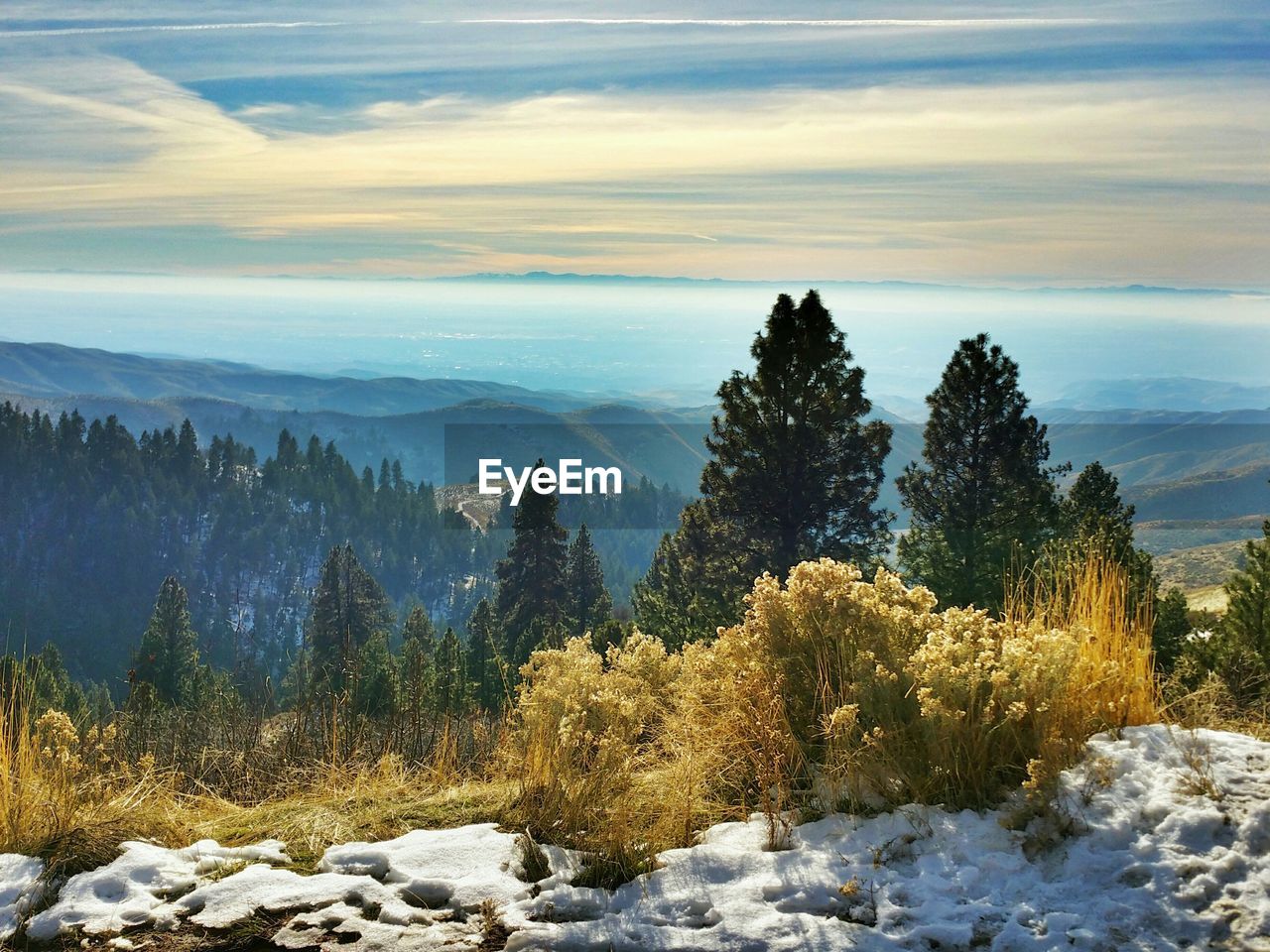 Trees growing on field by mountain against sky