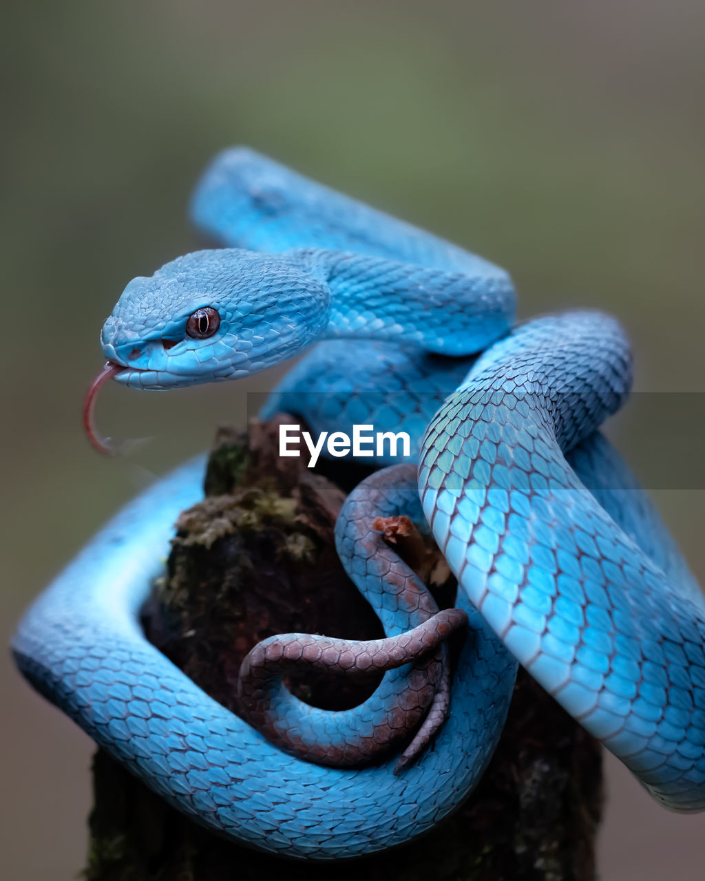 close-up of snake on plant