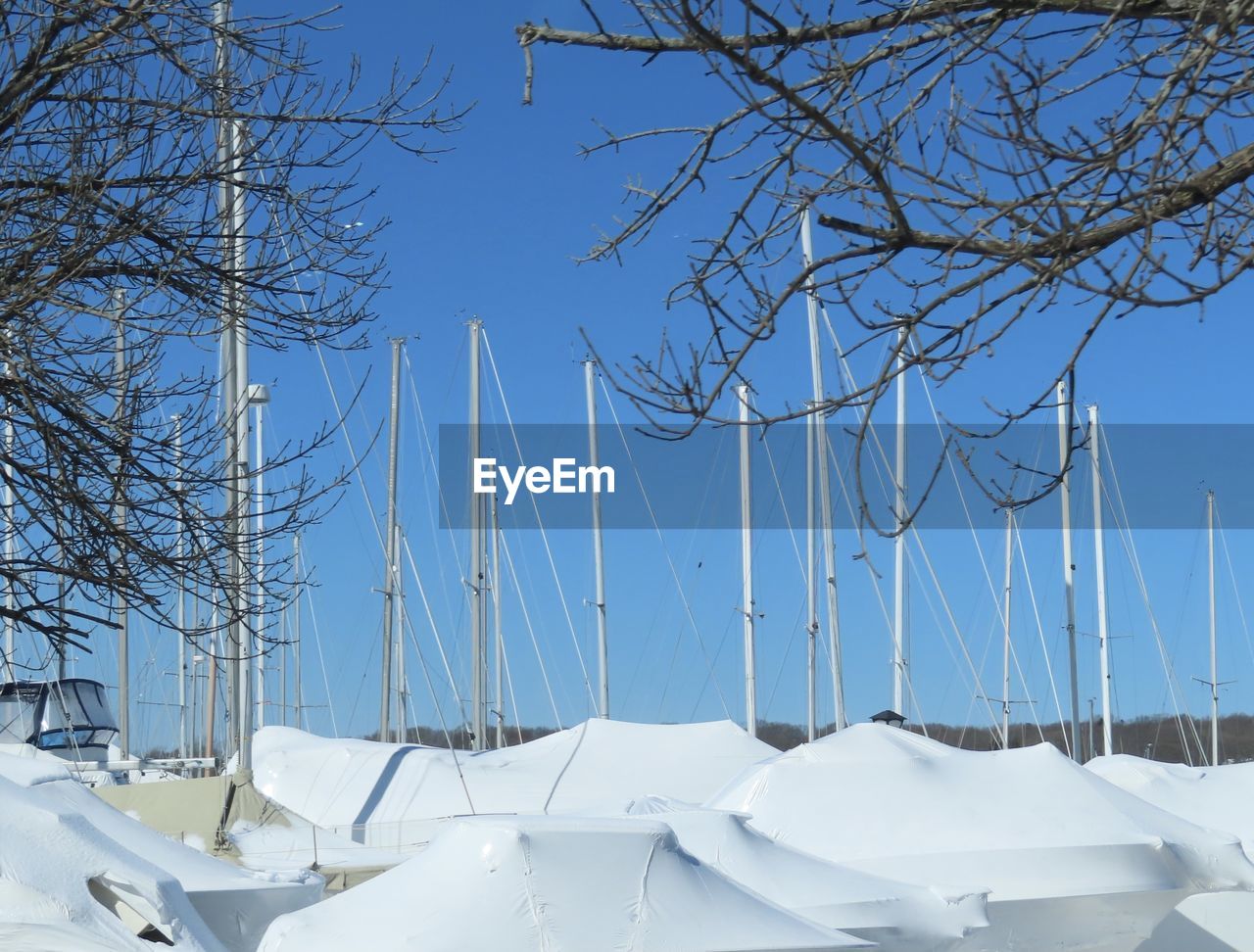 SNOW COVERED PLANT AGAINST SKY