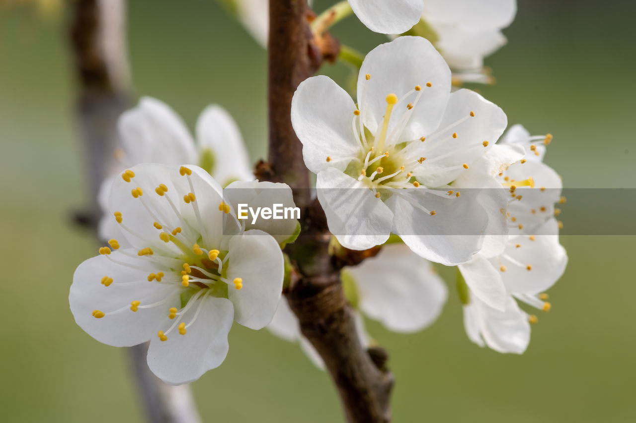 Macro shot of sloe  blossom