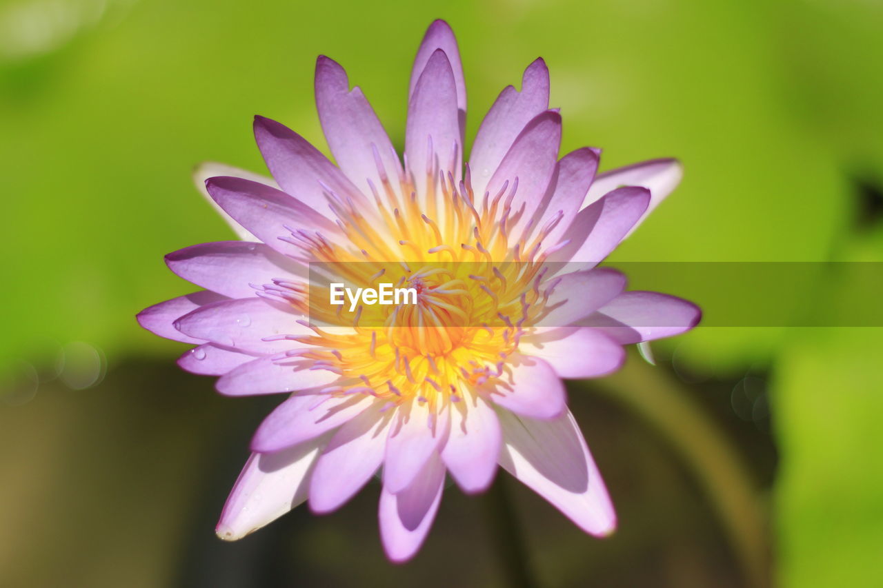 Close-up of pink flower