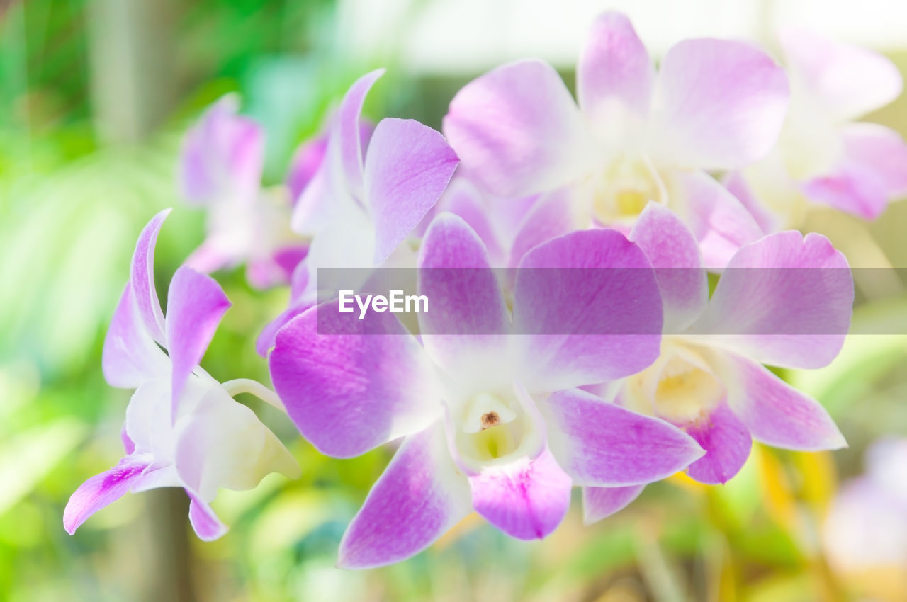 CLOSE-UP OF PURPLE FLOWERING PLANTS