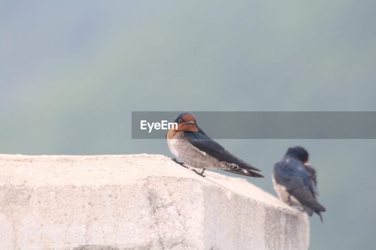 CLOSE-UP OF BIRD ON RETAINING WALL AGAINST CLEAR SKY