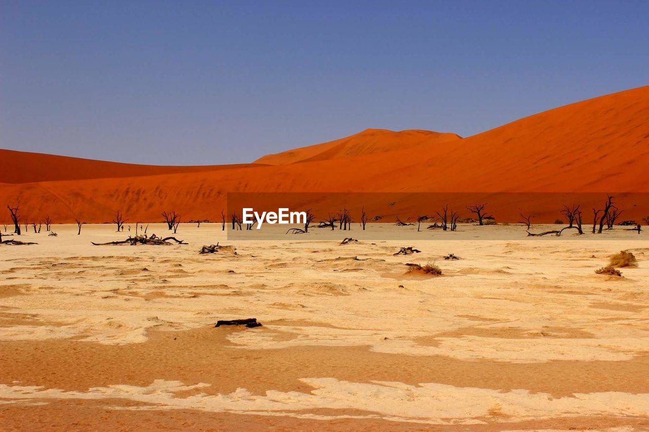 Dead trees against sand dunes in dead vlei