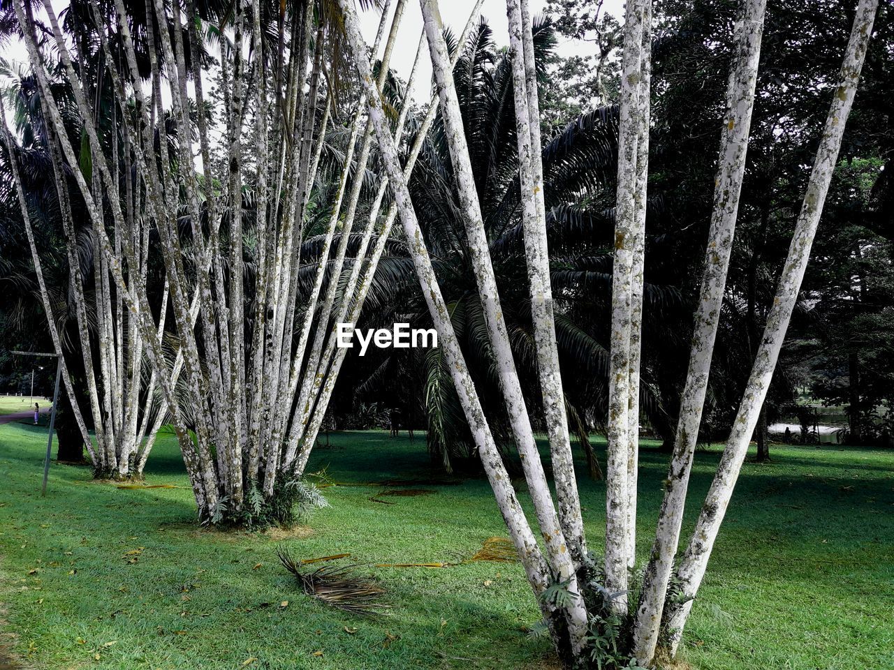 Trees growing on field in forest