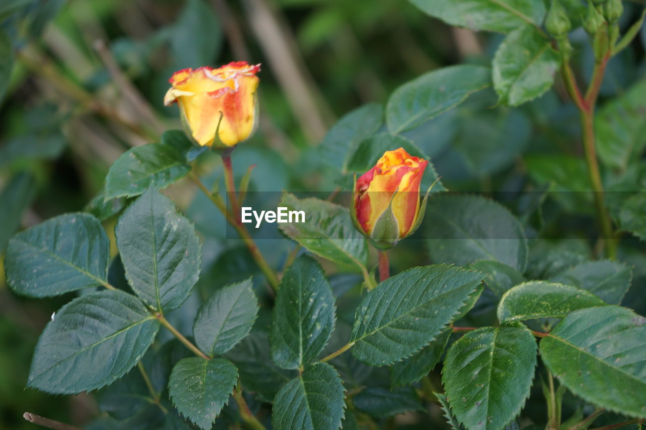 Close-up of two red-yelow roses