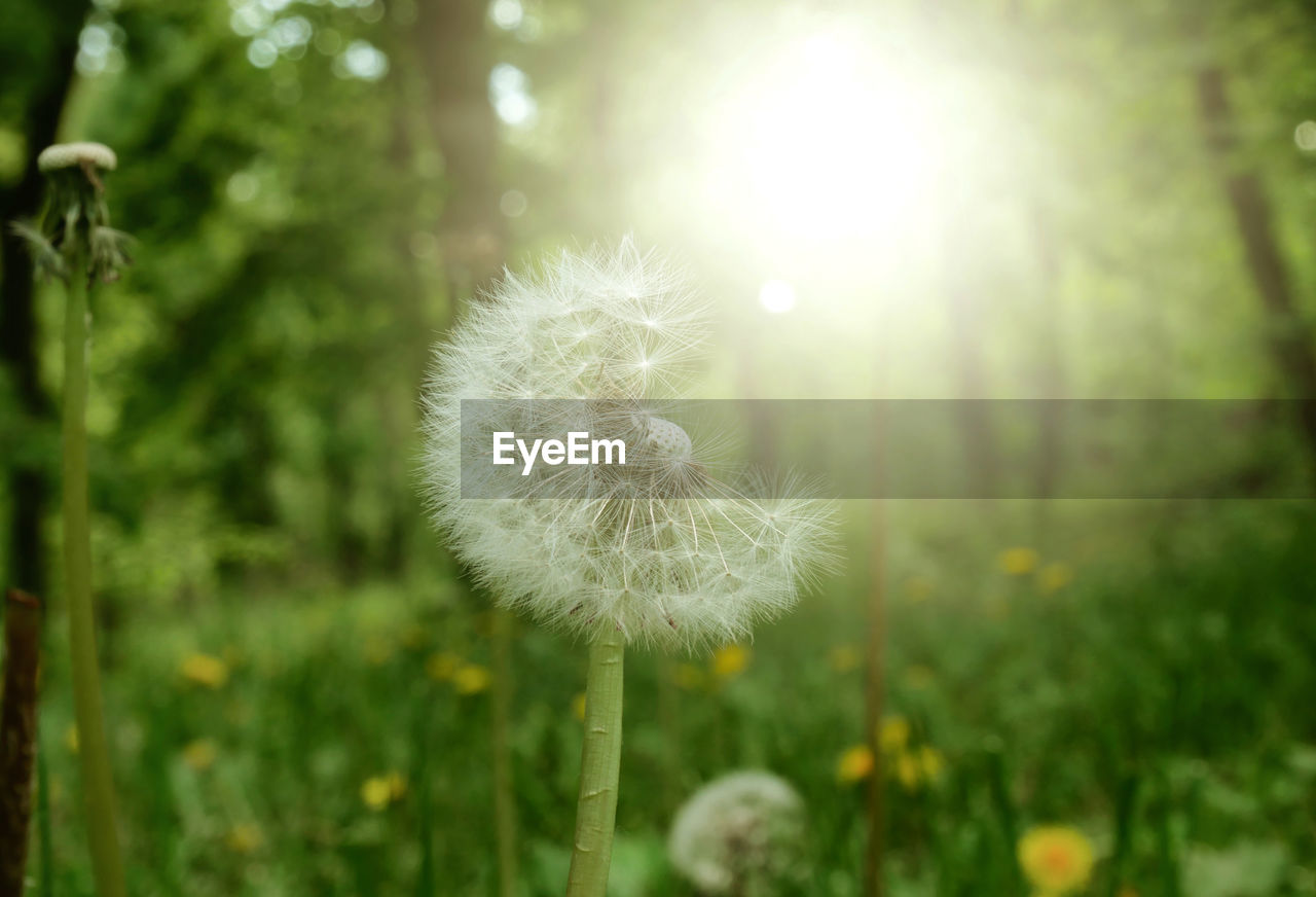 CLOSE-UP OF DANDELION AGAINST WHITE FLOWER