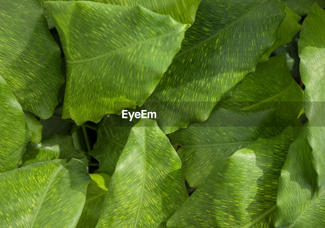 CLOSE-UP OF GREEN LEAVES