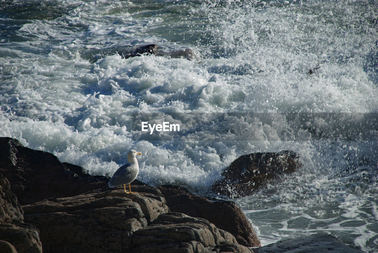 HIGH ANGLE VIEW OF SEAGULLS ON ROCKS