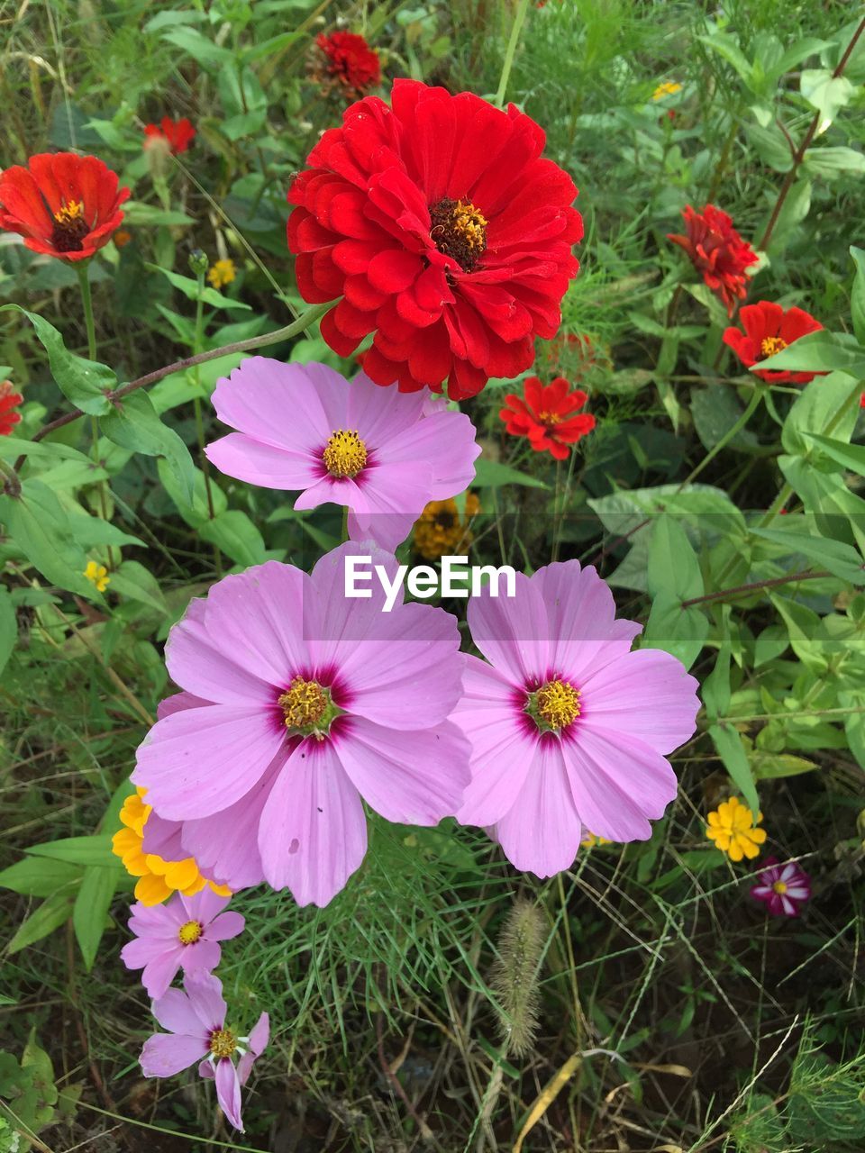 RED FLOWERS BLOOMING IN FIELD