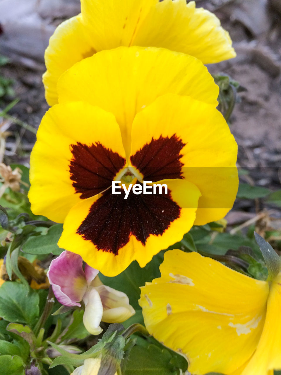 CLOSE-UP OF YELLOW FLOWER IN BLOOM