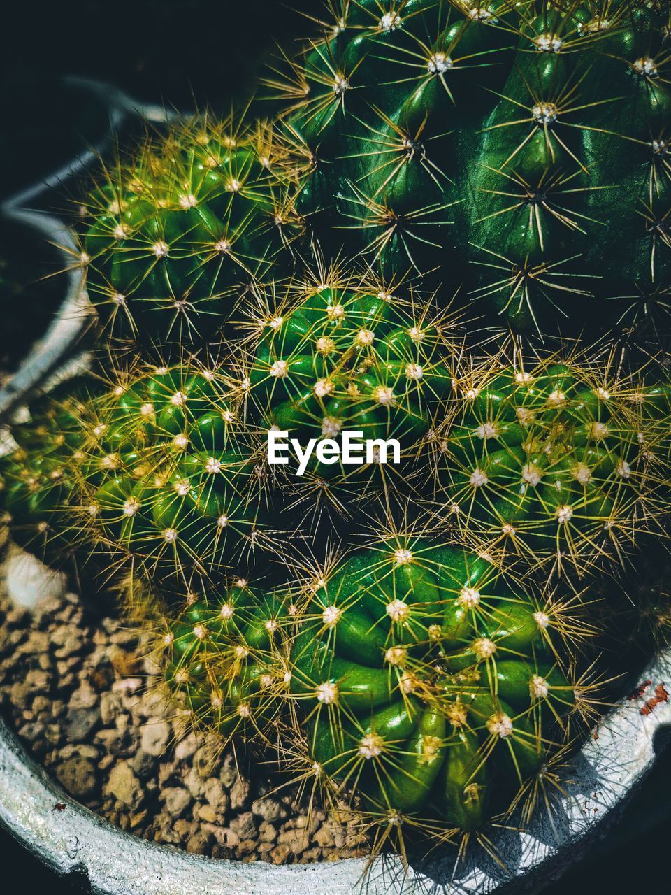 cactus, succulent plant, growth, thorn, plant, potted plant, green, sharp, nature, no people, barrel cactus, flower, spiked, houseplant, thorns, spines, and prickles, beauty in nature, high angle view, close-up, flowerpot, day, outdoors