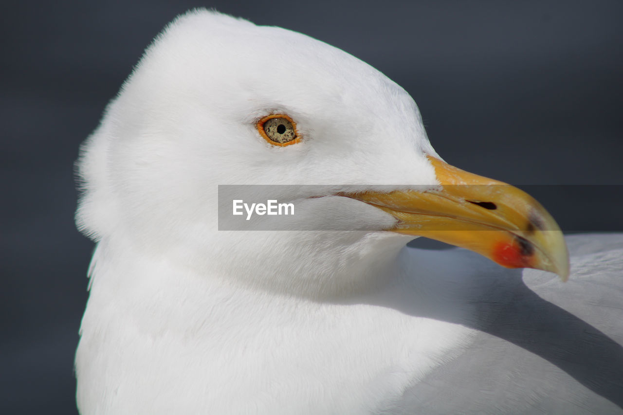 Close-up of seagull