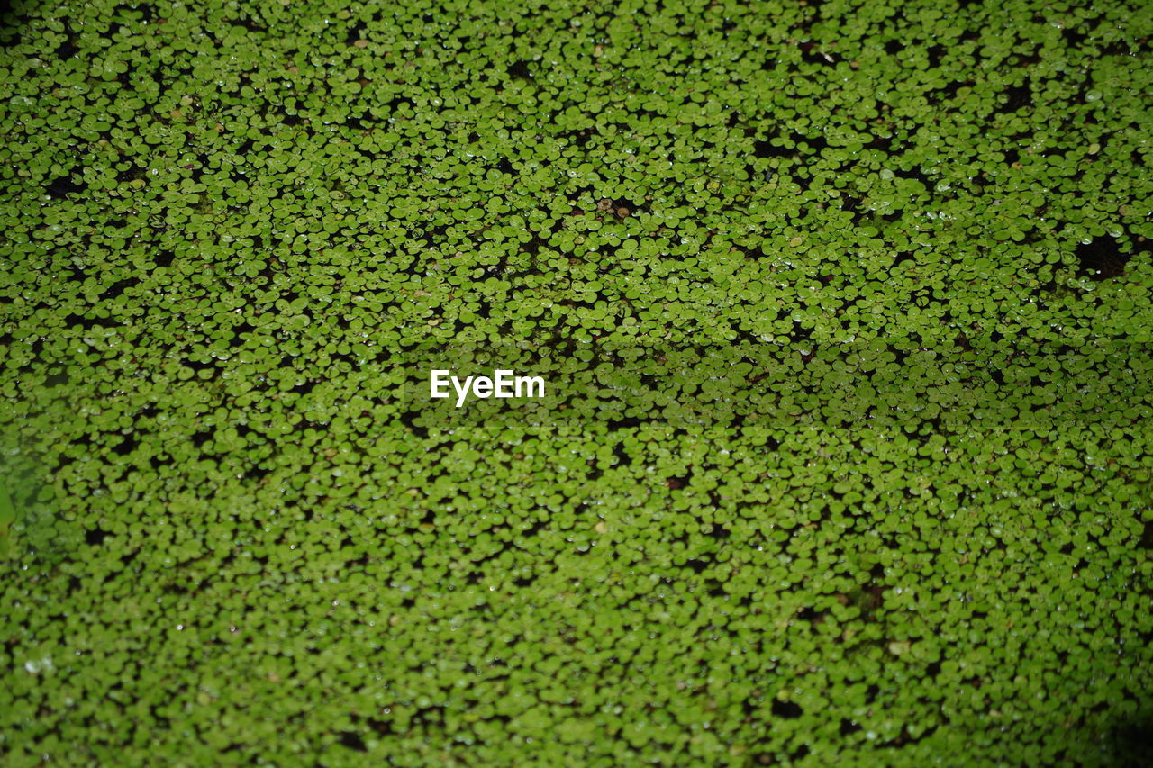 Full frame shot of green leaves