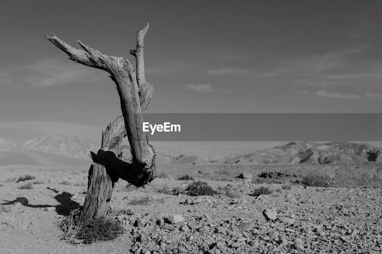 Dead tree on field against sky during sunny day