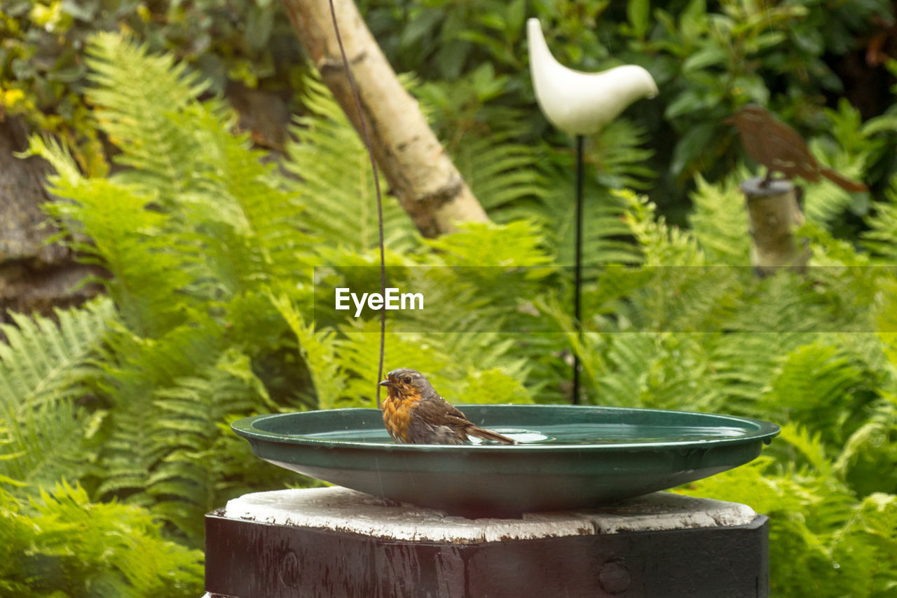 CLOSE-UP OF A BIRD ON PLANT