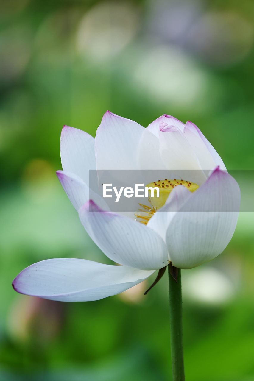 Close-up of white lotus water lily