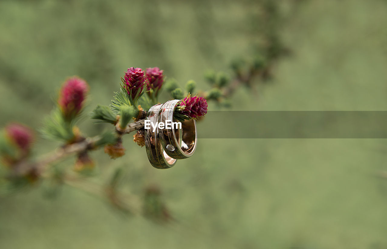 Close-up of wedding rings hanging on pine cone
