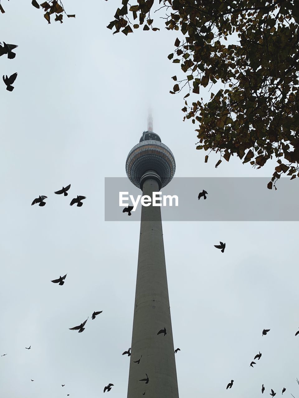 Low angle view of birds flying against sky