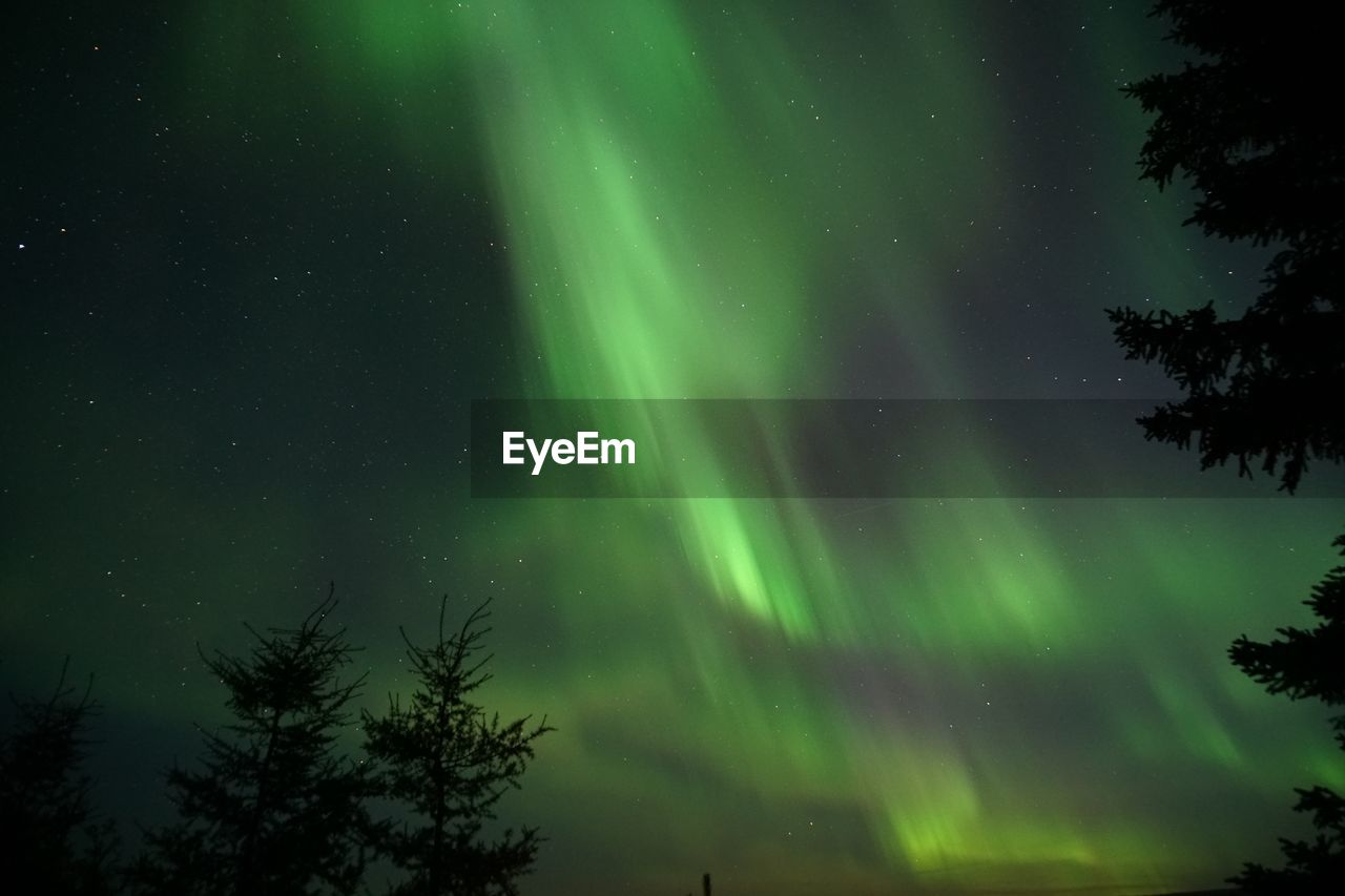 Low angle view of trees against sky at night