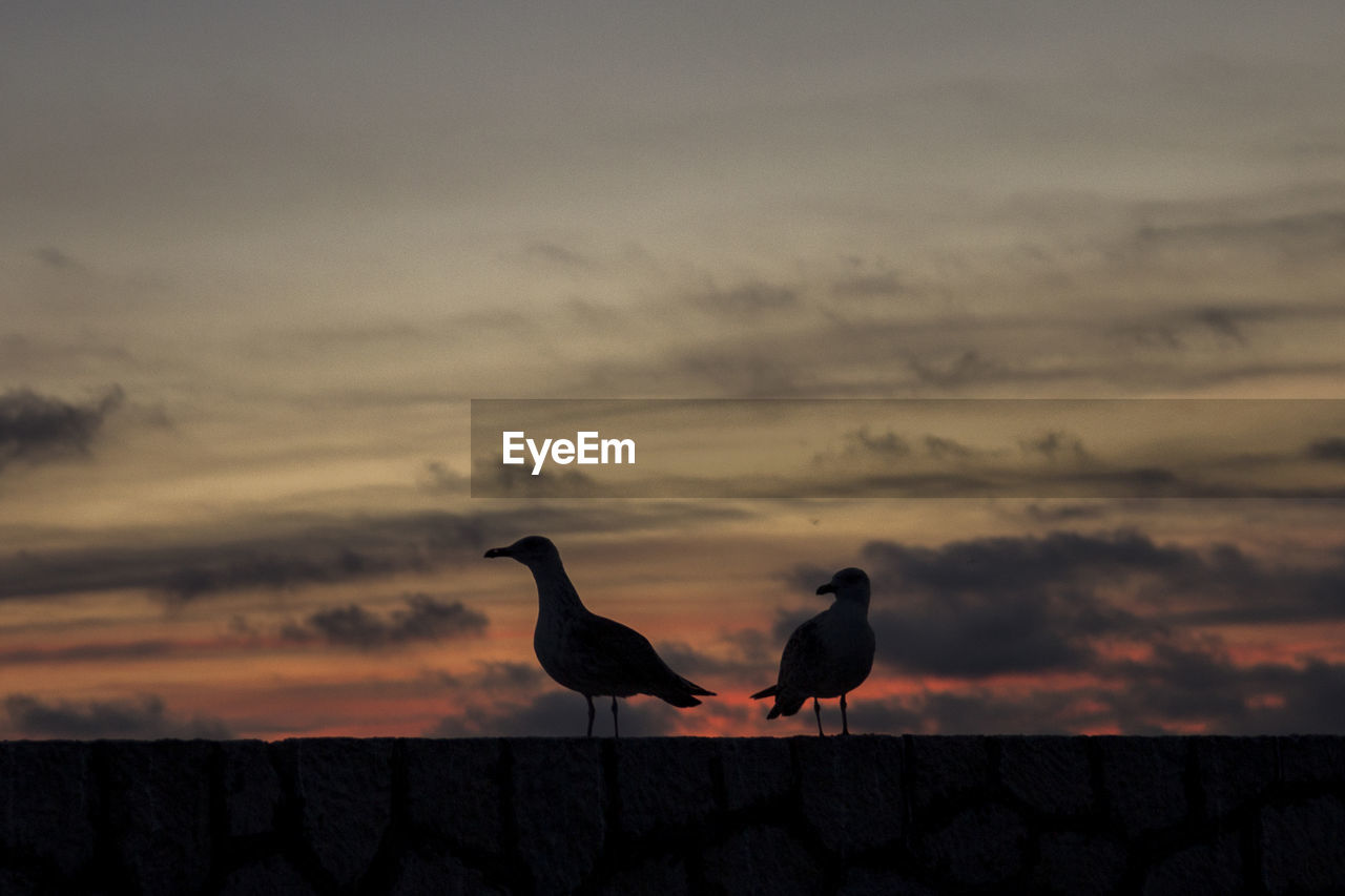 SILHOUETTE BIRDS PERCHING ON SHORE AGAINST SKY