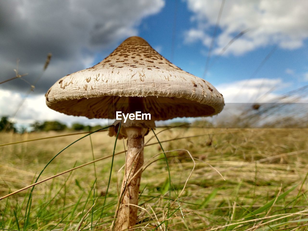 Close-up of mushroom on field against sky