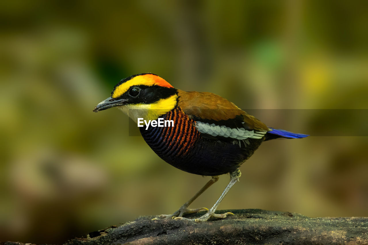 Close-up of bird known as malayan banded pitta perching on log