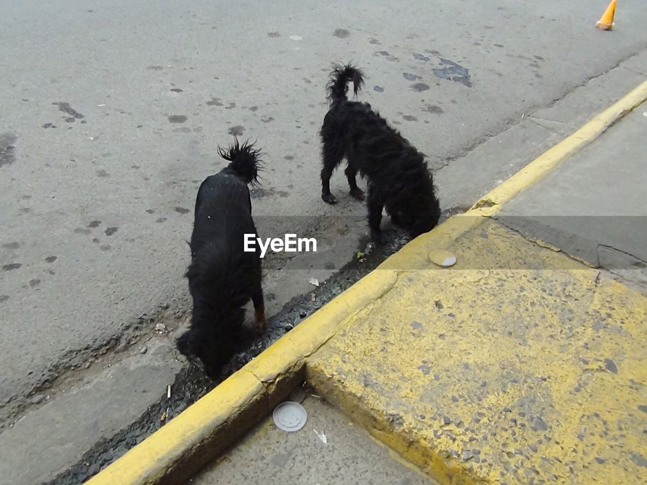 High angle view of dogs standing on road