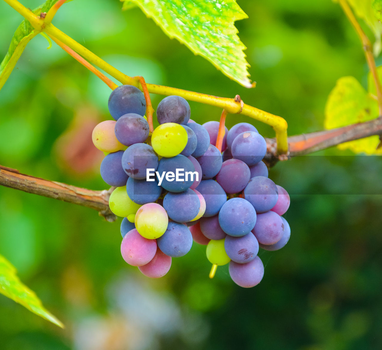 Close-up of grapes growing in vineyard